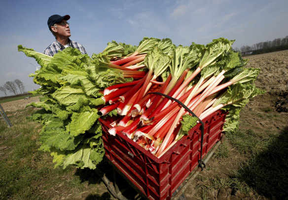 Vegetable farmer Herbert Wilms drives baskets full of harvested rhubarb stalks out of his heated foil tunnel for further processing in Kaarst, Germany.