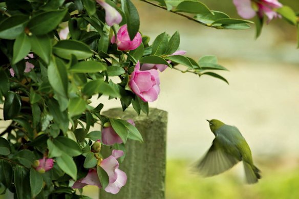 The cold winter also brings Camellia Nectar for the Silvereyes giving a good contrast to the cold days.