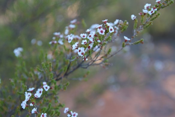 Wildflowers on the station. 