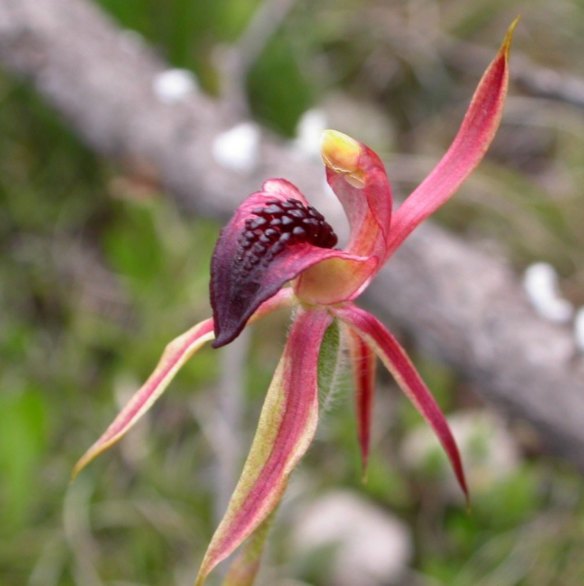 The thick lip spider orchid is a threatened plant that happens to be pretty, too.