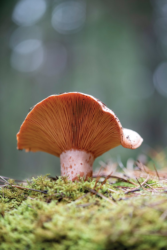 Lactarius deliciosus (saffron milkcap or pine mushroom) is the ideal species for those new to foraging.