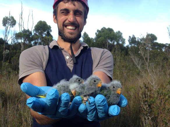 Dr Dejan Stojanovic, pictured in Tasmania with young orange-bellied parrots, spends long hours on stakeouts in the forest to monitor wild populations.