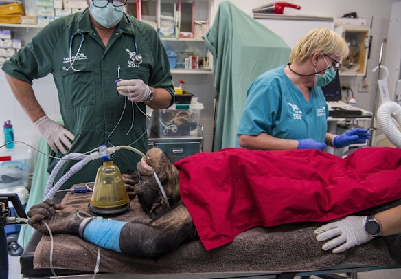 6-year-old chimpanzee Fumo undergoes a health check.