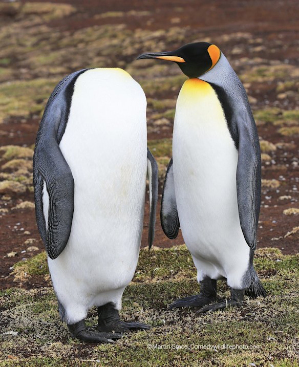 Highly Commended

Title: Keep calm and keep your head
Description: Two King Penguins (Aptenodytes patagonicus) at Volunteer Point in the Falklands. The right hand bird may have an inscrutable expression but it must be wondering where its mate's head has gone. Perhaps it is a Rudyard Kipling scholar: 'If you can keep your head when all about you. Are losing theirs and blaming it on you ...
Animal: King Penguin (Aptenodytes patagonicus)
Location of shot: Volunteer Point, East Falkland 