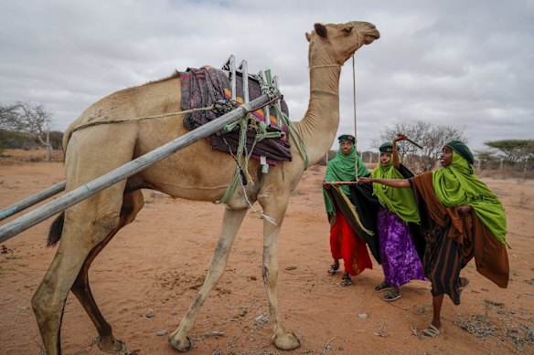 Rangers from the Sabuli Wildlife Conservancy try to control a camel as it transports a tank of water to supply to wild animals in the conservancy in Wajir County, Kenya.