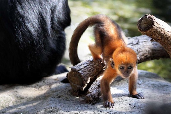 Taronga shows off orange baby monkey