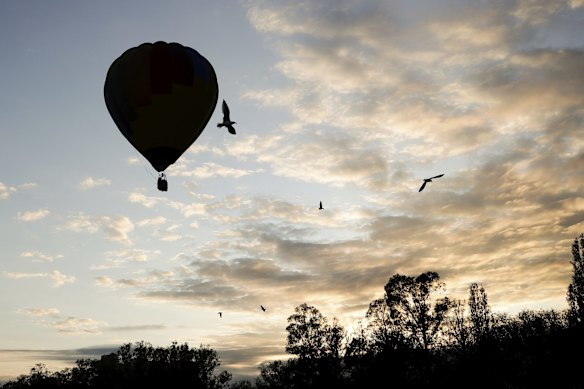 Balloons taking off from the front lawns of Old Parliament House for the Canberra Balloon Spectacular festival.
