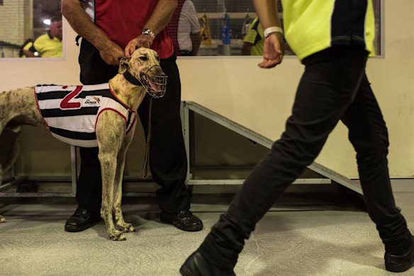 Wednesday night race meeting at Wentworth Park Greyhounds on March 9, 2016, in Sydney, Australia. 