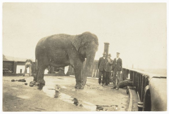 Jessie the elephant on a punt at the wharf enroute to new [Taronga] Zoo by Dr Todd, 24 Sept 1916.