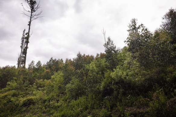 Dense forest returns after logging in the Victorian Central Highlands.