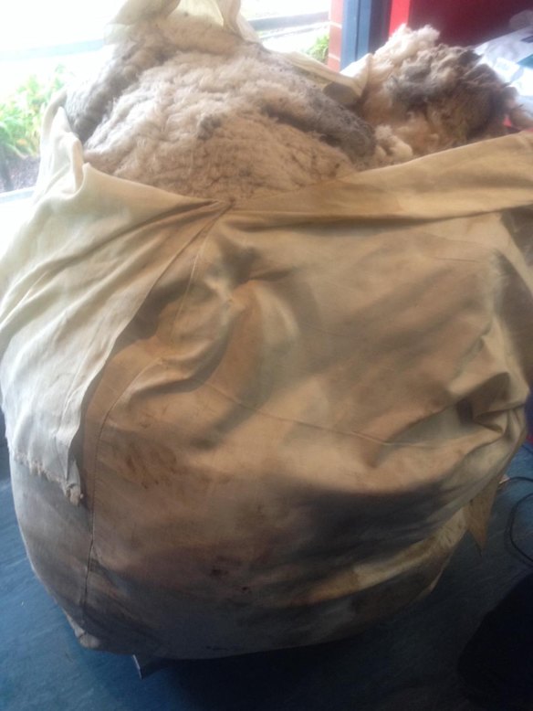 Wooly sheep breaks wool record - 42.5 kilos