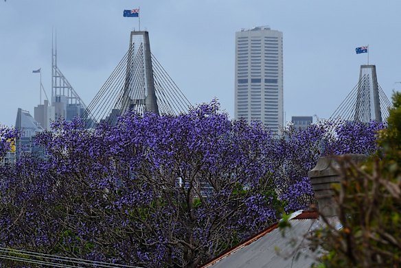 Jacaranda trees are in bloom around Sydney