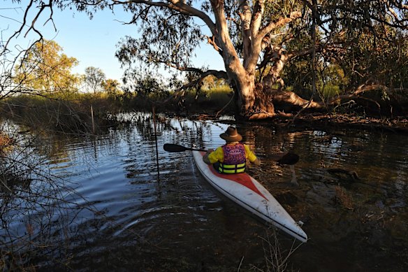 NPWS Ranger Peter Berney negotiates the Lignum in a kayak before entering Narran Lakes.