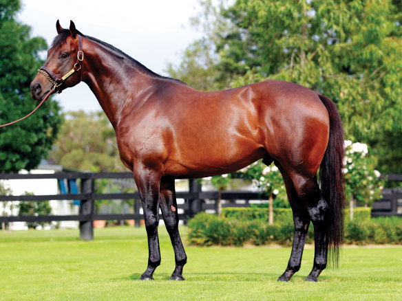 Perfect match: I Am Invincible is now one of Australia's most sought-after sires.