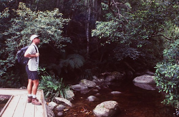 Washpool National Park, NSW. Part of the Gondwana Rainforests of Australia, this World Heritage park is home to one of my favourite short walks in the country: the four-hour Washpool Walk.