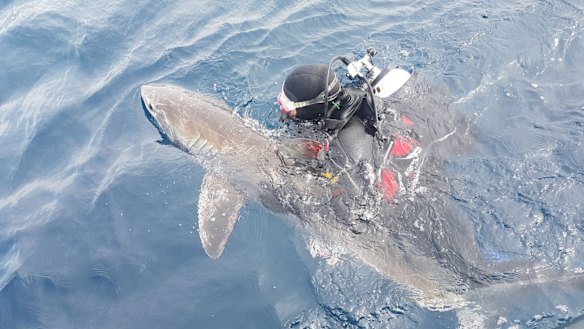 Fluffy prior to being released back out to sea after an overnight stay at Manly Sea Life Sanctuary.