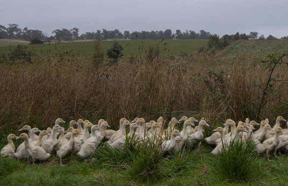 Ducks at the Tathra Place Free Range family-run farm, who sell ducks to restaurants such as Quay and Aria.