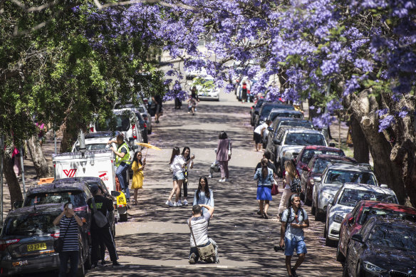 Tourists flock to the popular jacaranda-lined McDougall Street in Kirribilli. 