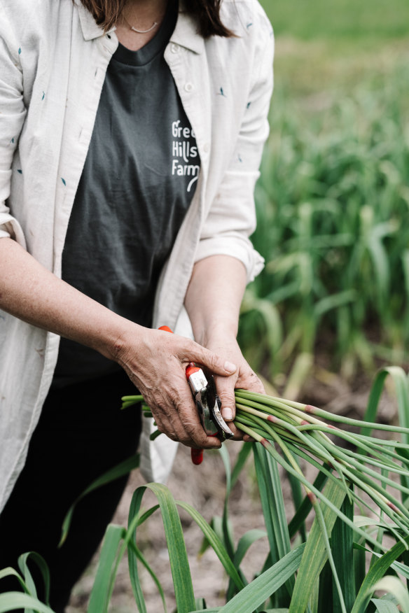 They cut off the scapes in spring to direct the plant’s energy toward the bulb.