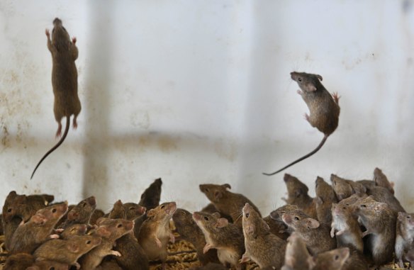 Mice scrambling on the sides of the silo as the headlights are switched on.