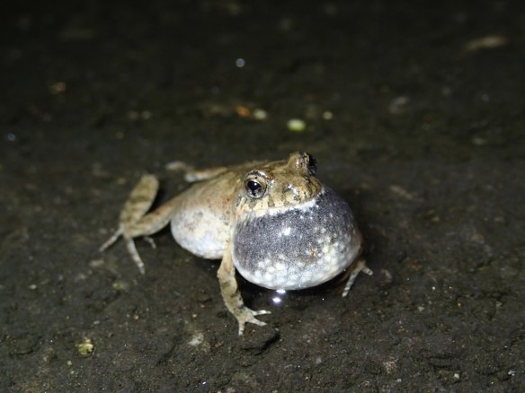 The bleating froglet was among the 70 per cent of frog species deemed to struggling with altered habit.