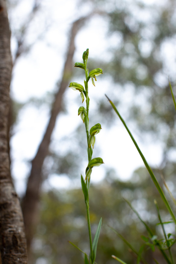 A tall greenhood orchid (Pterostylis longifolia) unfurling for spring  