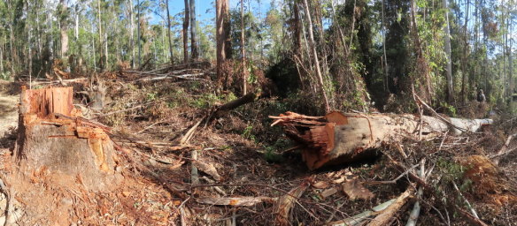 One of the giant trees allegedly felled illegally by the state-owned Forestry Corp in the Wild Cattle Creek State Forest earlier this year.