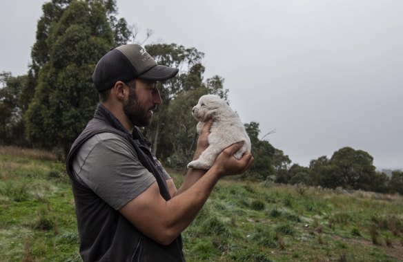 Luke with a Maremma puppy that was bred to guard the Bresse chickens at Tathra Place Free Range farm.