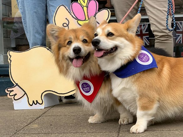 Corgis Dobi and Lemmy right attend Platinum Jubilee celebrations in Warwick, England.