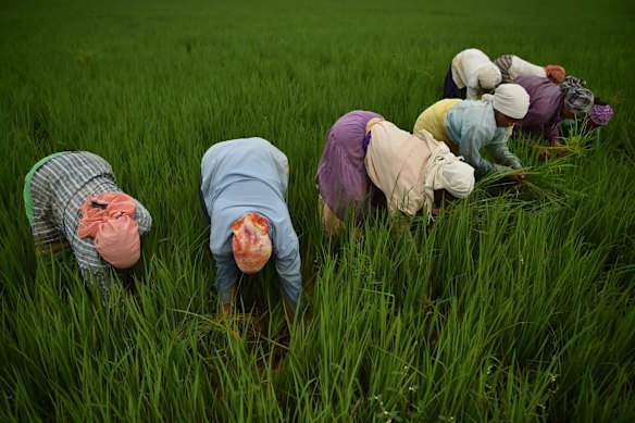 Women work in rice fields on the outskirts of Raipur in central India. Adani Wilmar, a subsidiary of the  Adani Group, produces rice and other agri-products.