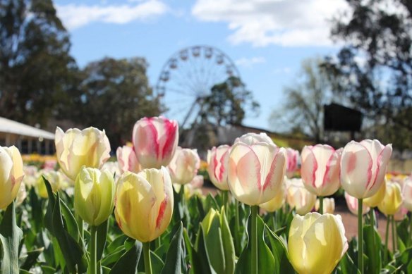 Canberra's spring display of flowers, Floriade, has been re-imagined for the coronavirus shutdown. It's one of the ways states and territories are trying to support their economies.