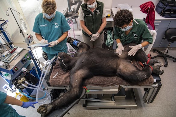 28-year-old chimpanzee Kuma undergoing a health check.