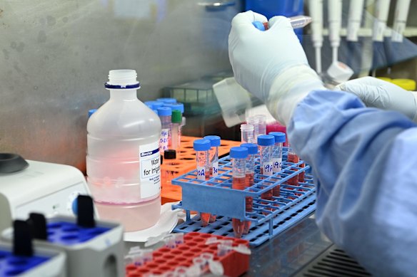 Dr Chansavath Phatsouphanh thawing frozen cells from parents and children, and looking at their immune response to COVID-19, at St Vincent's Centre for Applied Medical Research, Darlinghurst.