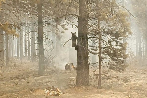A bear cub clings to a tree after being spotted by a safety officer at the Bootleg Fire in southern Oregon, USA. As more fire personnel moved into the area, the cub scurried down the tree trunk and later left after being offered water.  