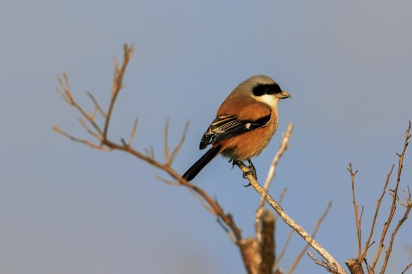A shrike rests on a tree at Wuxing Farm in the eastern China's Jiangxi Province.