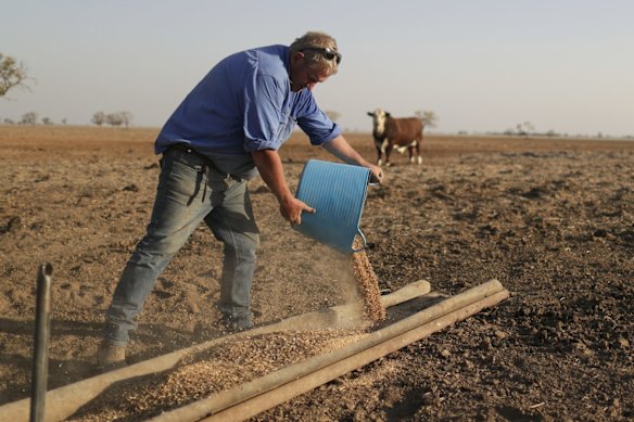 Farmer Ed Colless feeding the bulls at his property in Walgett.