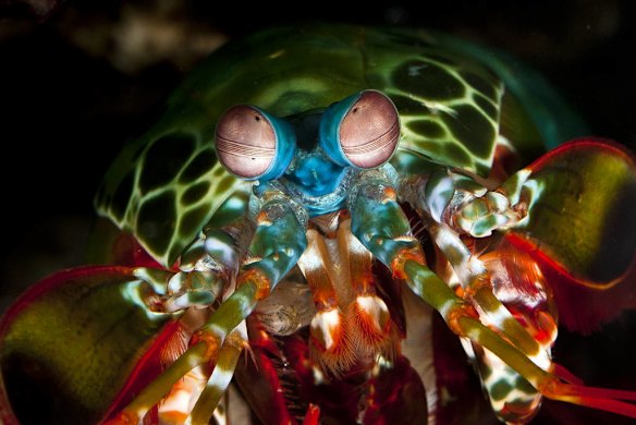 2012 New Scientist Eureka Prize for Science Photography Top Ten. The Peacock Mantis Shrimp, Odontodactylus scyllarus, has one of the most complex vision systems in the marine world.