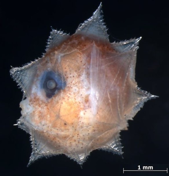 A 2.7 mm SL larval Ocean Sunfish, Mola mola, from the Ichthyology Collection of the National Museum of Science and Nature, Tokyo, Japan.