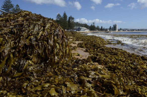 Huge load of seaweed has closed Collaroy beach. 