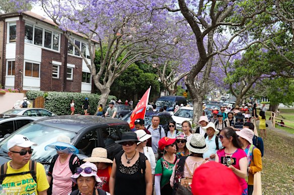 Hordes of tourists visit McDougall Street in Kirribilli for the jacarandas.