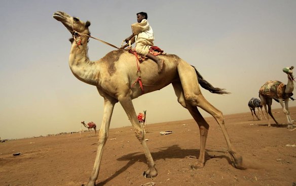 Sudanese camel race