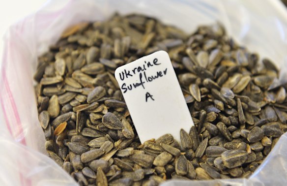 Ukraine Sunflower seeds taken from the crash site in Rassypnoye where Malaysian airlines plane MH17 was shot down. The seeds are being tested at Post entry Quarantine station. 