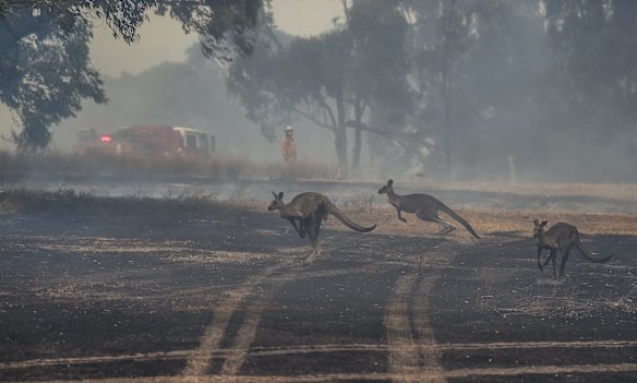 Kangaroos escape the fire.