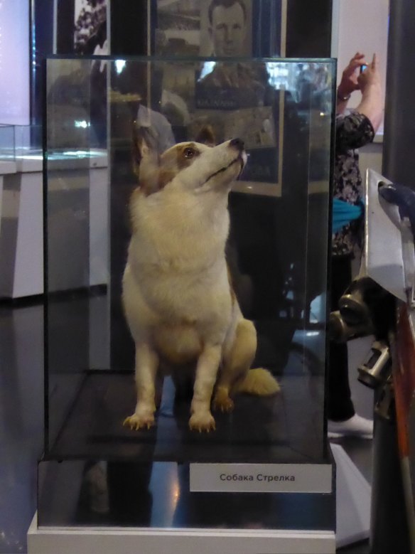 These cute dogs were the first creatures sent into space to return alive, and now they sit in state in Moscow's Museum of Cosmonautics – or at least their taxidermic bodies do. Still looking as sweet as when they were introduced to the world's press as living space miracles in 1960 after their mission aboard Sputnik 5, the pair are on permanent display and are among the museum's most popular exhibits. They voyaged with a grey rabbit, 42 mice, two rats and some flies, none of which achieved anything like the same degree of fame. See 