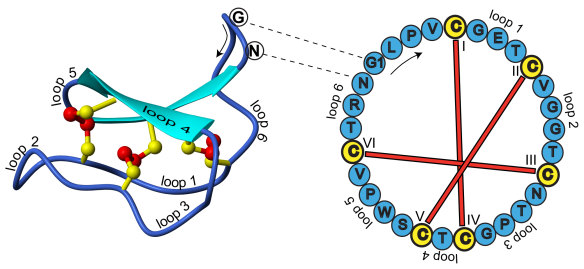 A cyclotide's circular structure is what makes it unique.