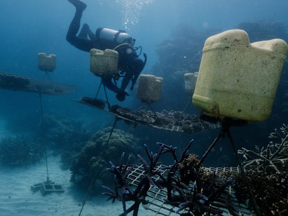A diver inspects the floating nurseries on which new coral is grown.