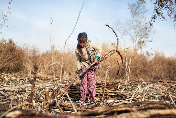 T. works on her days off from school on the sugar plantation to help her parents earn enough money to live. Omlaing, Kampong Speu, Cambodia.