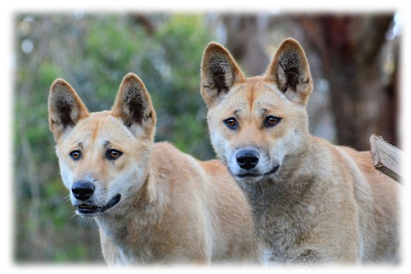 Wolf or dog? Dingo genome reveals answer lies somewhere in between