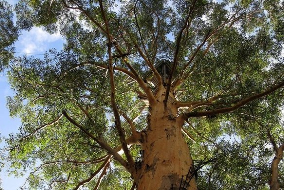 People climbing the 60m-high Gloucester Tree in Pemberton, Western Australia.