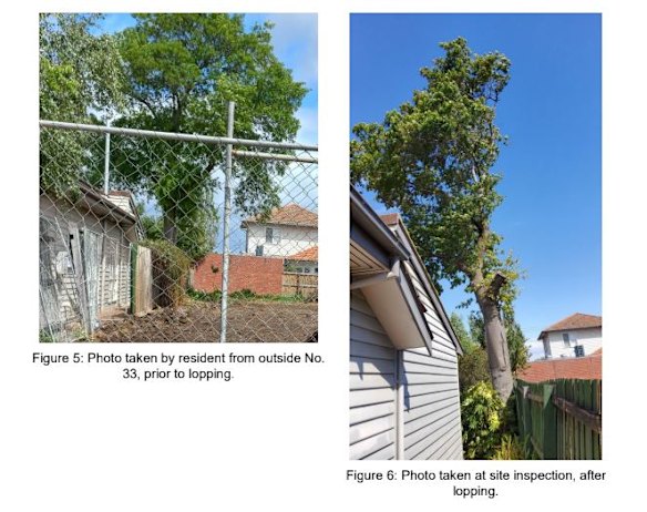 The tree in Strathmore before and after it was lopped. 